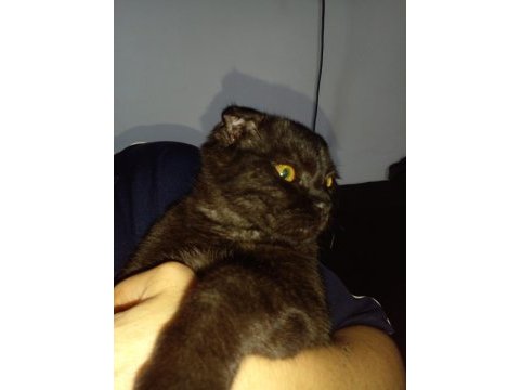 Scottish fold uysal bir kedimiz