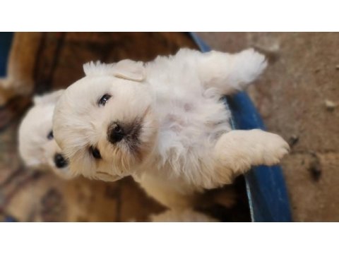 Maltese yavrularımız