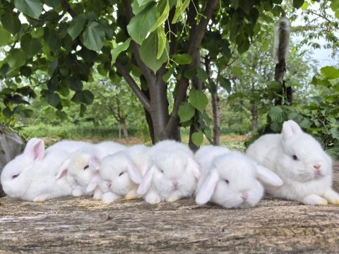Cüce ve mini lop tavşanı bebekler