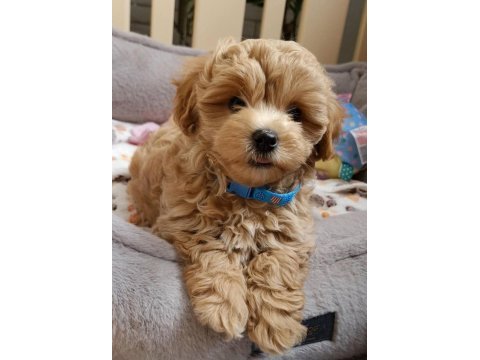 Aşılı pasaportlu maltipoo yavrularımız