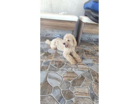 9 aylık erkek minyatür toy poodle