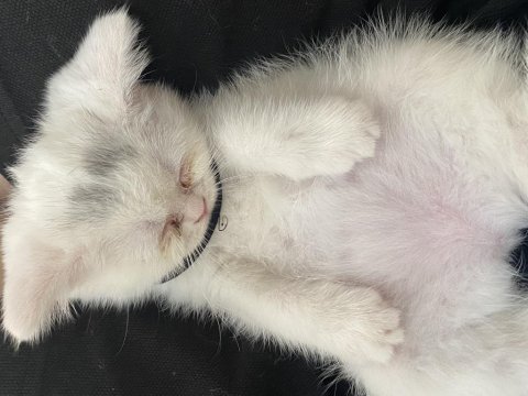 Yavru british longhair