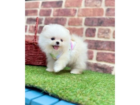 Teddy pomeranian boo ayı surat