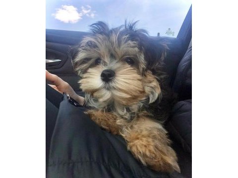 Bol tüylü pofuduk yavru yorkshire terrier