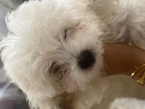 Korekan maltese terrier
