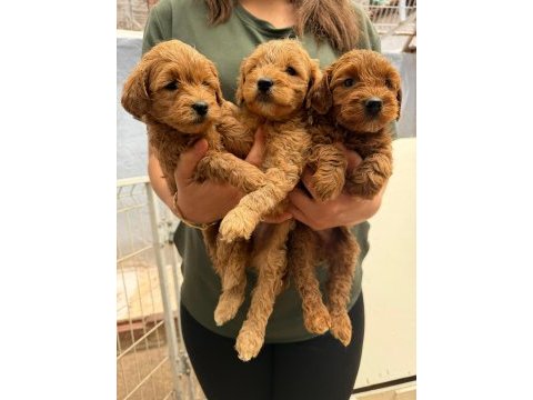 Teslime hazır maltipoo yavrularımız