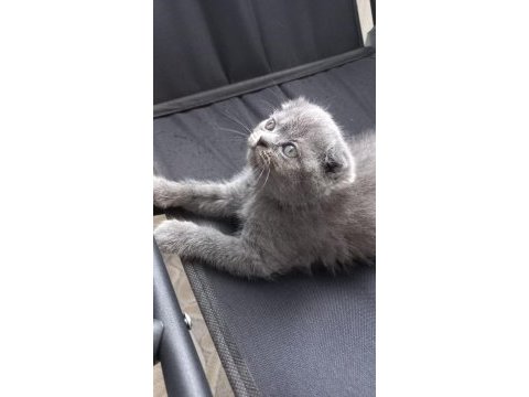 Tertemiz scottish fold yavrusu