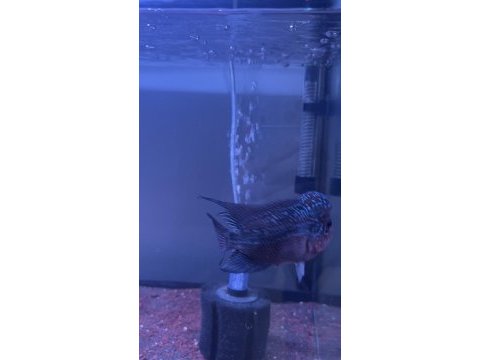 Erkek 13-14 cm flowerhorn