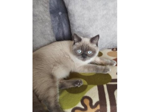 British shorthair blue point dişi 1 yaşında