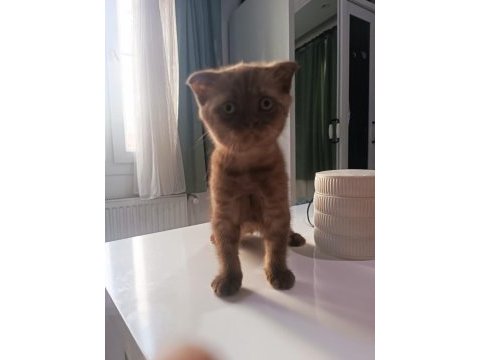 Scottish fold yavrumuz yeni sahibini bekliyor.