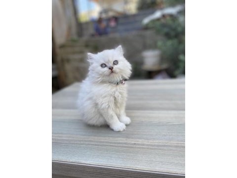Silver point british longhair
