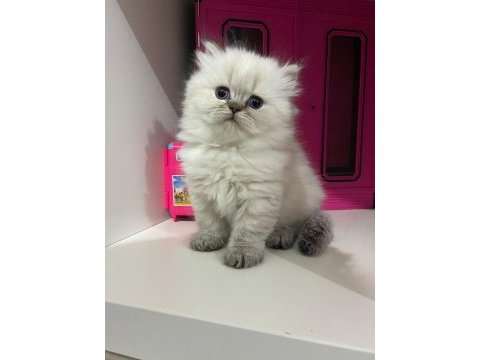 Pofuduk top kafa scottish fold yavrular