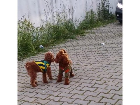 1 dişi ve 1 erkek toy poodle yavrular