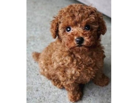 A kalite toy poodle yavrular