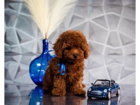 Aşılı pasaportlu mikroçipli toypoodle yavrularımız 