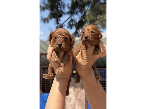 Kore poodle çok sevimli yavrular 