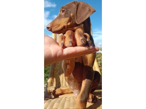 Kızıl asil doberman kardeş yavru 2