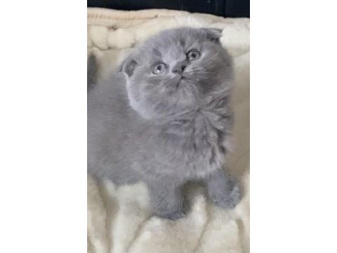 Dişi scottish fold efsane genetik