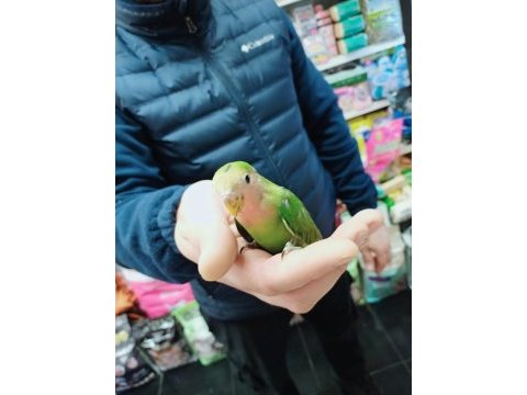 45 günlük bebek sevda papağanları gelmiştir