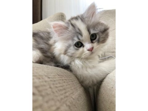 2 aylık chinchilla yavrularımız yeni yuvalarını bekliyor