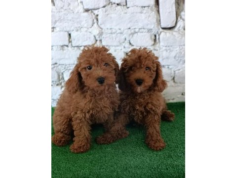 Toy poodle yavrularımız
