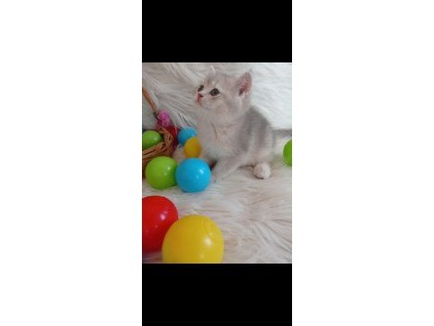 British shorthair silver sahiplendirme