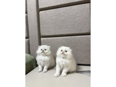 Brıtısh & scottısh yavrularım