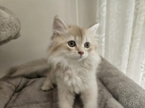 Iki bucuk aylik saf kan british longhair yavrulari