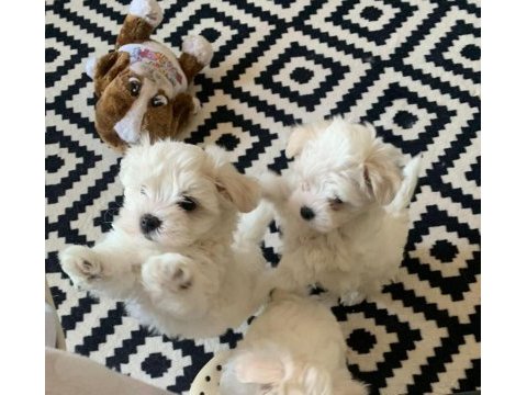 Kar beyaz kore kan teacup maltese yavrularımız