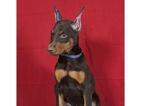 Atletik doberman yavrular