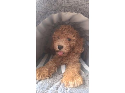 Irk ve sağlık garanti orjinal maltipoo bebeğimiz