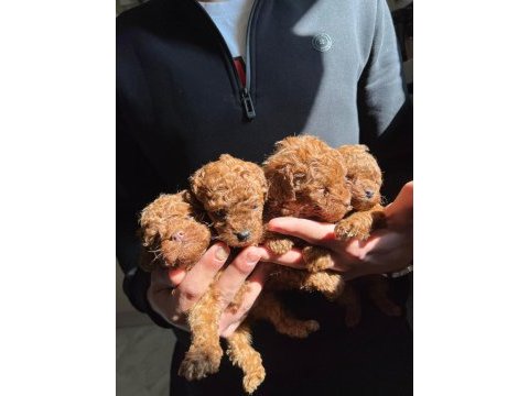 Safkan kore toy poodle red-brown