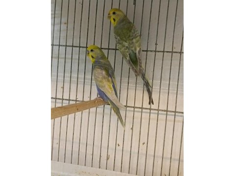 Muhabbet kuşu hazır takım