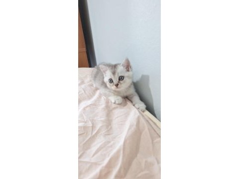 Evinize neşe katacak güzellik kedimiz