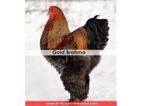 Gold brahma horoz