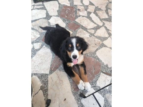 2.5 aylık orjinal bernese çok akıllı wc eğitimli