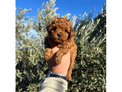 Kore kan teacup toy poddle bebeklerimiz