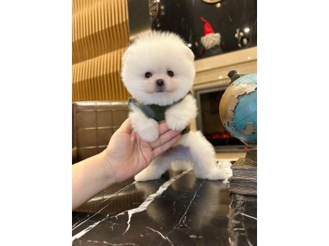 Yakışıklı pomeranian oğlum chıvas