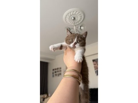 Dişi cinnamon bicolor british shorthair