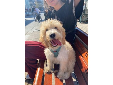 Maltipoo ateş yeni ailesini arıyor
