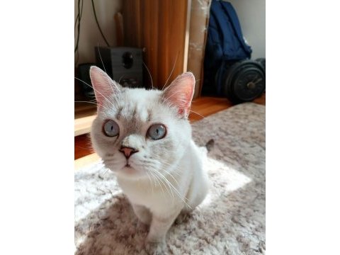 7 aylık british shorthair