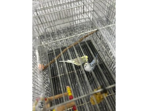Çok güzel renkli japones ve kırık jumbo çift muhabbet kuşu