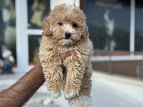 Petmode köpek çiftliğinden kore maltipoo