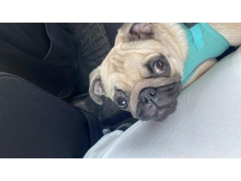 7 aylık dişi pug
