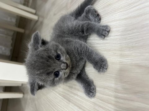 Scottish fold kedisi