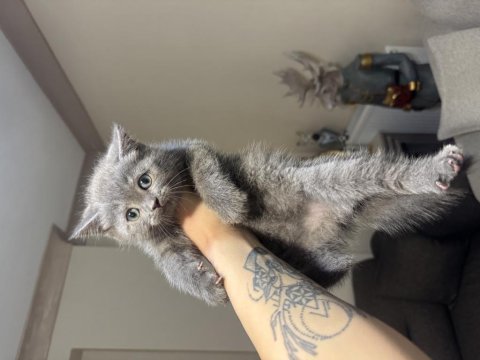 British shorthair gri yavru