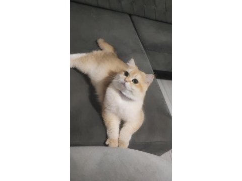 Oyuncu toparlak kafa saf kan ny12 british shorthair