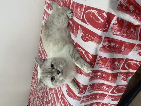British shorthair ücretsiz sahiplendireceğim