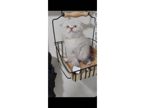Scottish fold kedisi