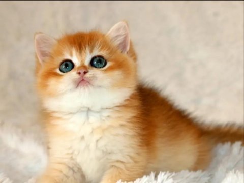 Mavi gözleriyle fark yaratan golden british shorthair 